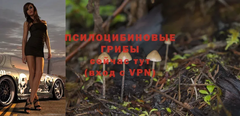 дарнет шоп  Тихвин  Псилоцибиновые грибы Magic Shrooms 